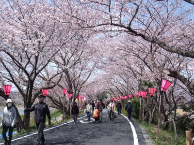 藤枝金比羅山・瀬戸川堤防の桜