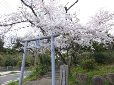 木ノ根神社の桜