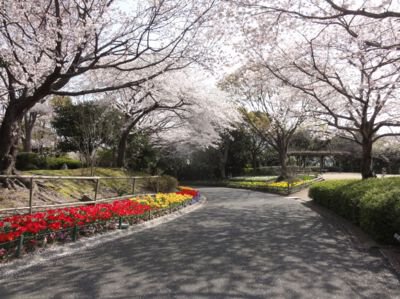 TOSOH PARK永源山(永源山公園)の桜