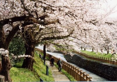 常西用水 プロムナード公園の桜