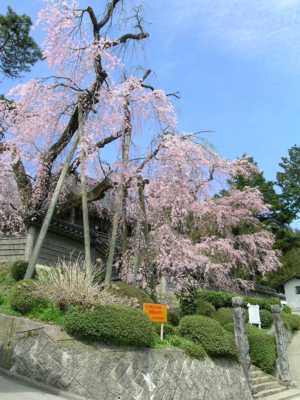 円正寺の桜