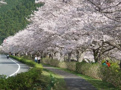 松崎町の桜