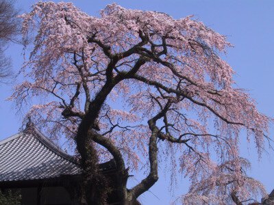 善福寺の桜
