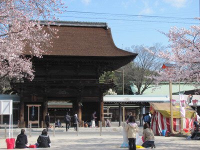 尾張大國霊神社(国府宮)の桜