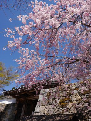 三千院門跡の桜