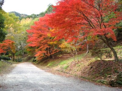 愛知県民の森の紅葉