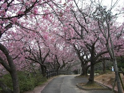 宇美公園の桜