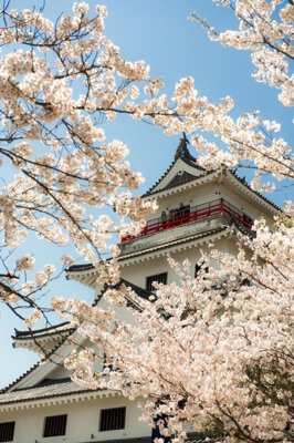 唐津城(舞鶴公園)の桜