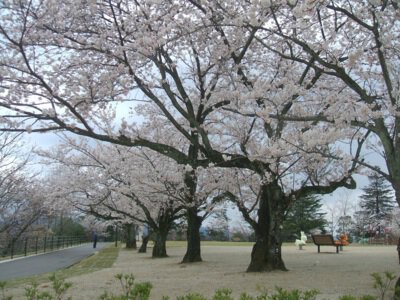 一の谷公園の桜