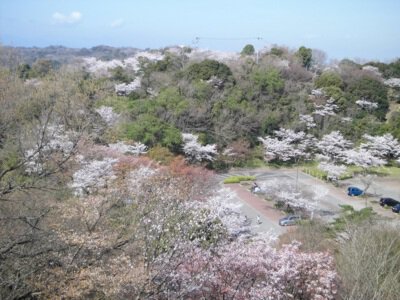 眉山公園の桜