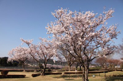 水口スポーツの森の桜