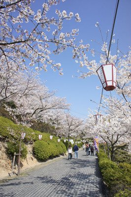 尾道市千光寺公園の桜