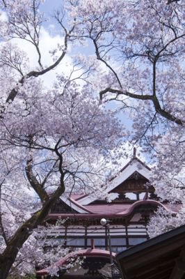 高遠城址公園の桜