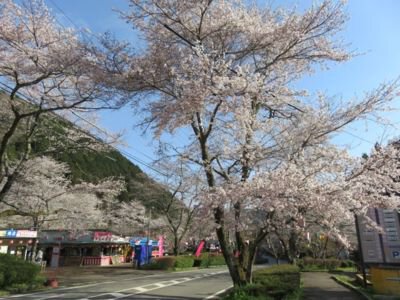 寺尾ヶ原千本桜公園の桜