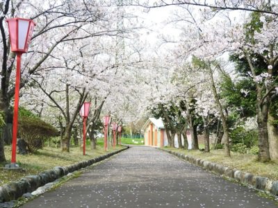 美山公園の桜