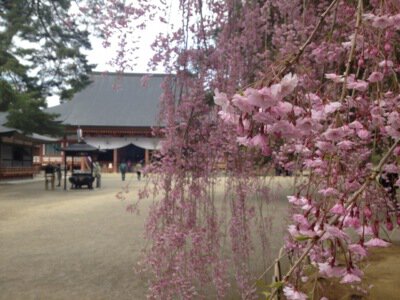 毛越寺の桜