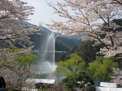 君ヶ野ダム公園の桜