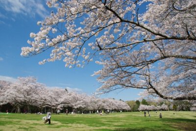 泉自然公園の桜
