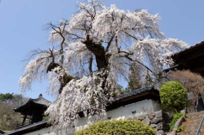 福王寺の桜