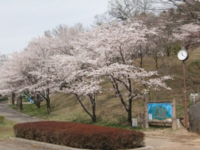 嘉多山公園の桜