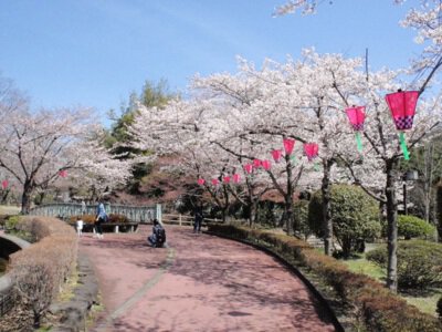 城山公園の桜(栃木県佐野市)