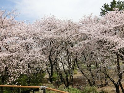 戸山公園の桜