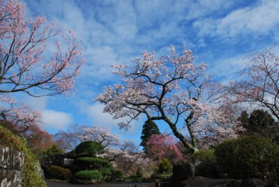 箱根強羅公園の桜