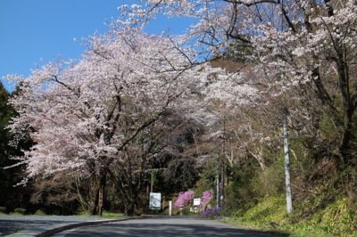 慈光山歴史公苑の桜