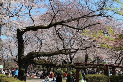 里見公園の桜
