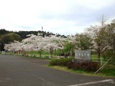 小中池公園の桜