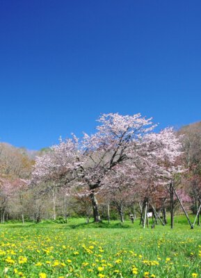 別保公園の桜