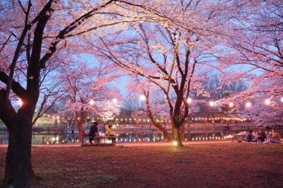 鶴ヶ島市運動公園の桜