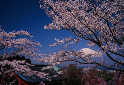 富士仏舎利塔平和公園の桜