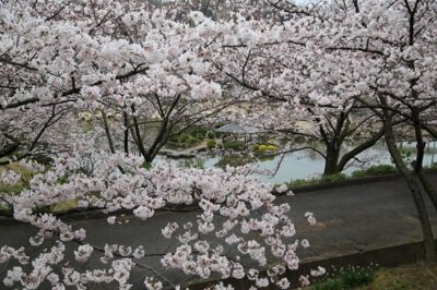 種松山公園西園地の桜