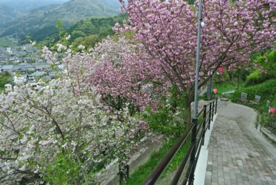 祇園公園の桜