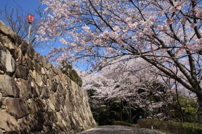 亀居公園の桜