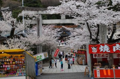 信夫山公園の桜