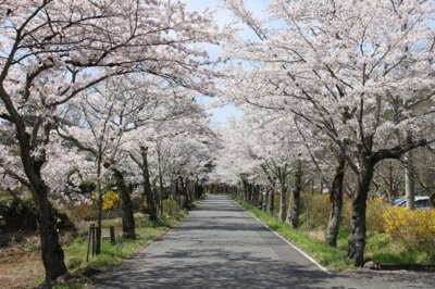 太平山県立自然公園の桜