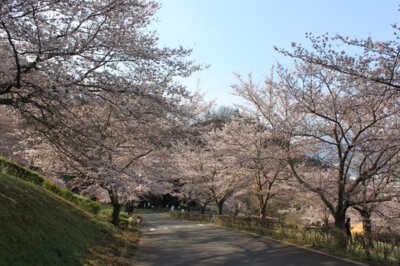 戸倉宿キティパークの桜