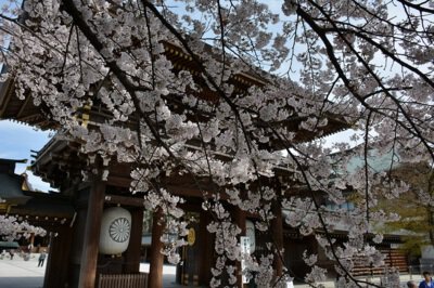寒川神社の表参道と境内の桜
