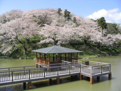 清水船越堤公園の桜