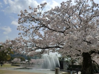 吉香公園の桜
