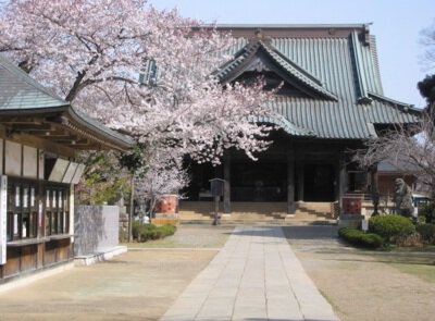 宗吾霊堂(境内)の桜