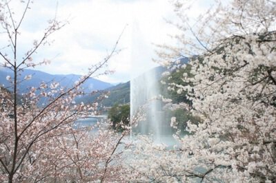 市房ダム湖周辺の桜