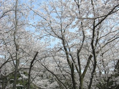 大井関公園の桜