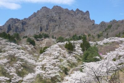 妙義山県立森林公園さくらの里の桜