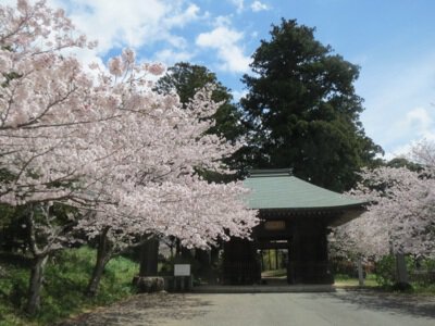 西蓮寺の桜