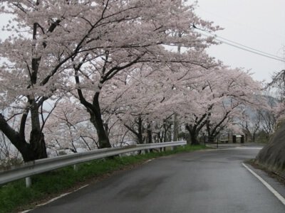 チェリーロードの桜