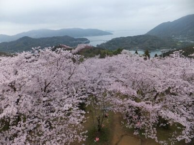 開山公園の桜