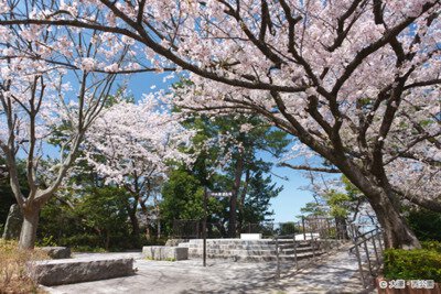 西公園の桜(福岡県)